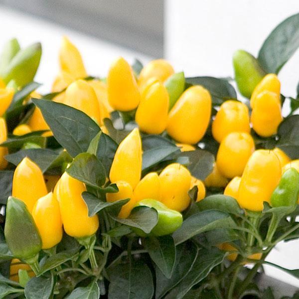 Pepper, Ornamental 'samba Red' - View 23 from www redcrocus com