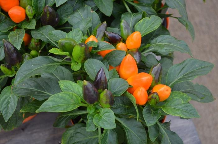 Pepper, Ornamental 'samba Red' - View 29 from www redcrocus com
