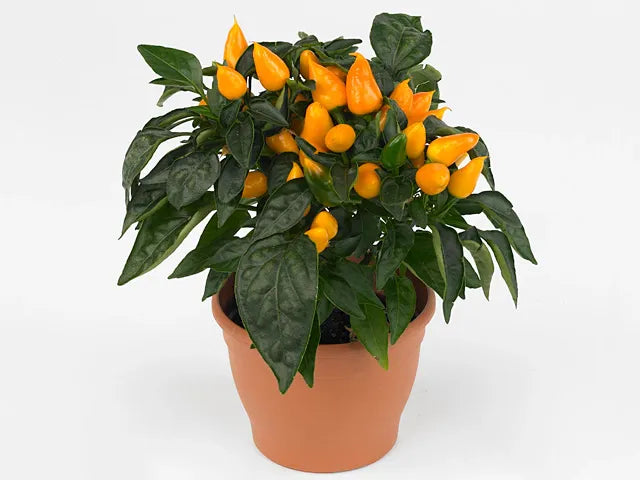 Pepper, Ornamental 'samba Red' - View 39 from www redcrocus com