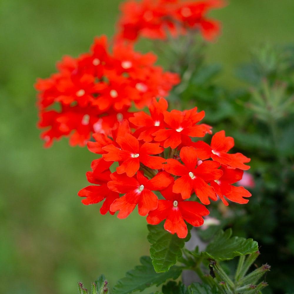 Verbena 'lascar Orange Lava' - View 2 from www redcrocus com