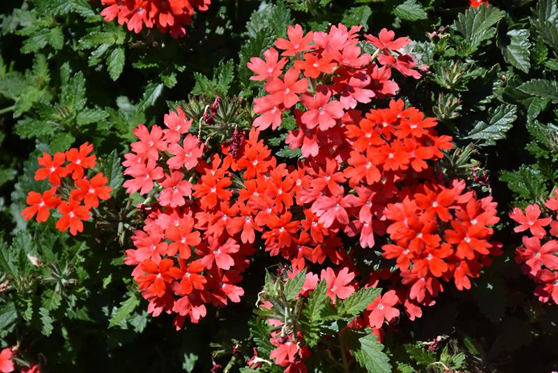 Verbena 'lascar Orange Lava' - View 8 from www redcrocus com