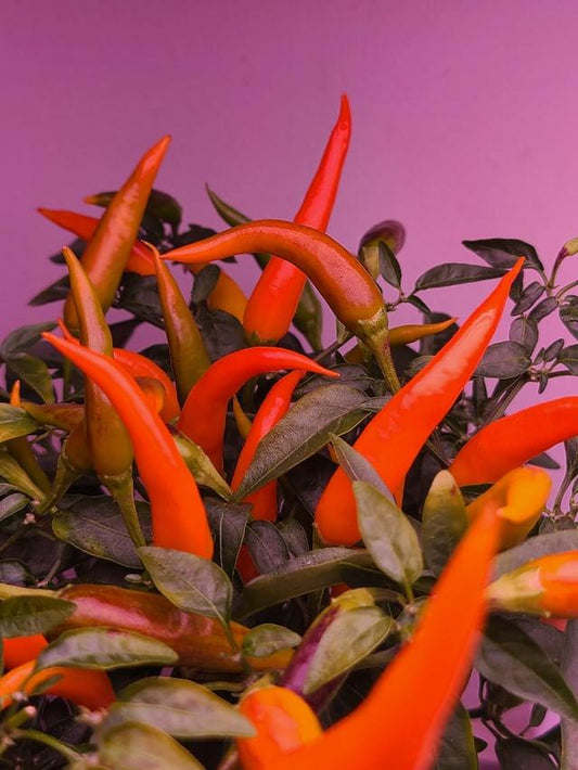 Pepper, Ornamental 'santos Red' - View 10 from www redcrocus com