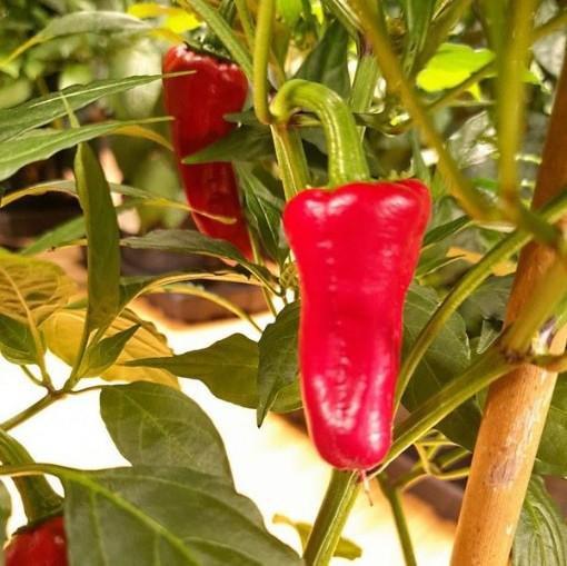 Pepper, Ornamental 'santos Red' - View 13 from www redcrocus com