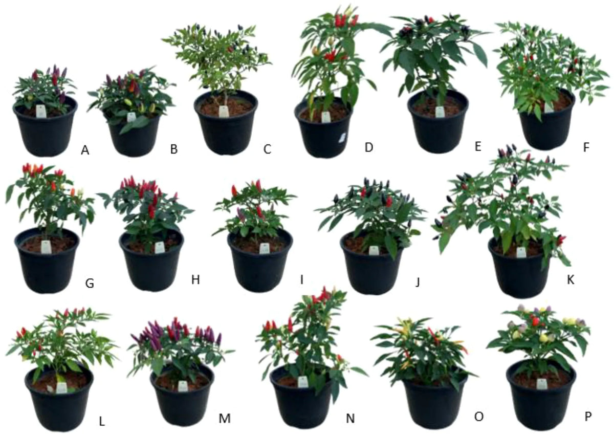 Pepper, Ornamental 'santos Red' - View 14 from www redcrocus com