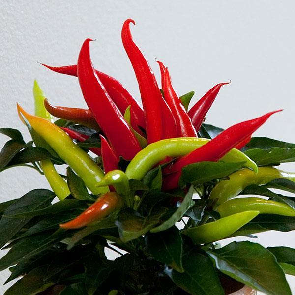 Pepper, Ornamental 'santos Red' - View 17 from www redcrocus com