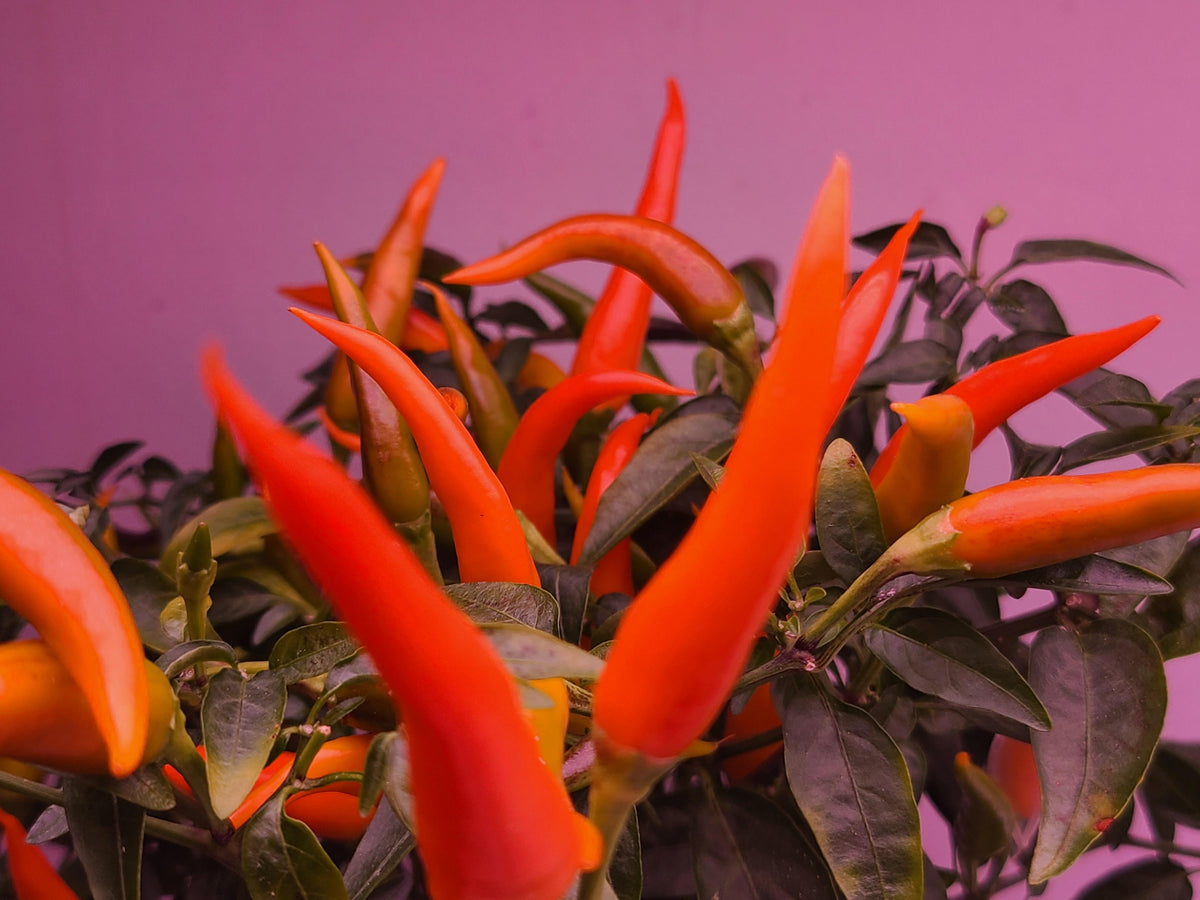 Pepper, Ornamental 'santos Red' - View 19 from www redcrocus com