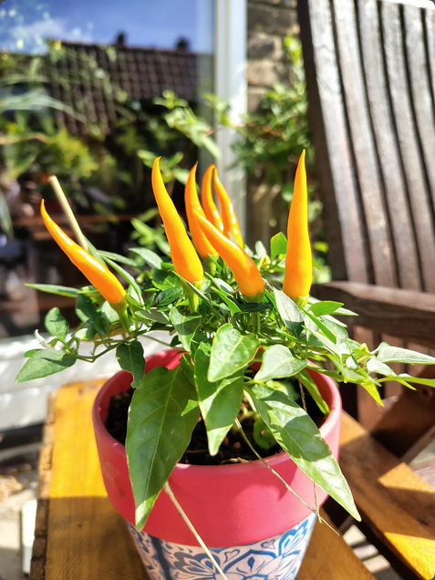 Pepper, Ornamental 'santos Red' - View 7 from www redcrocus com