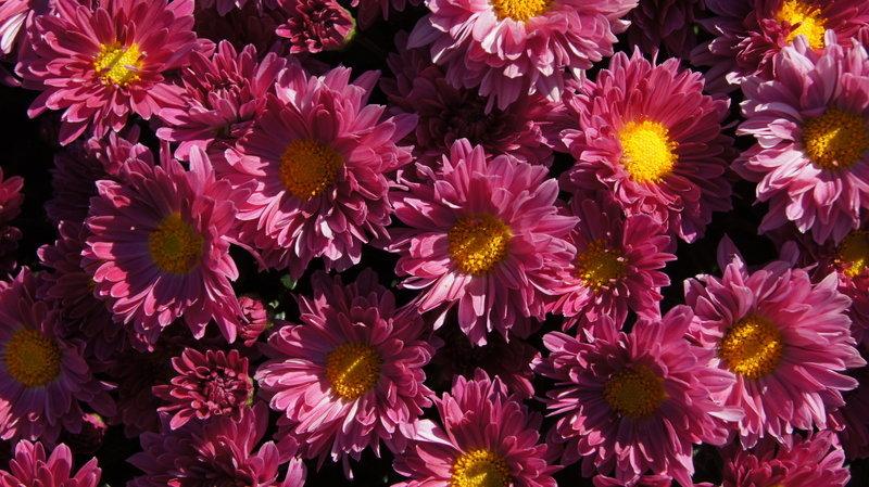 Mum Purple Stellar Purple - View 3 from www redcrocus com