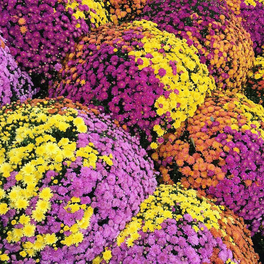 Mum Mix Stellar Mix - View 10 from www redcrocus com