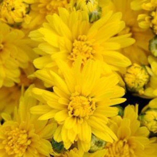 Mum Yellow Stellar Yellow - View 1 from www redcrocus com