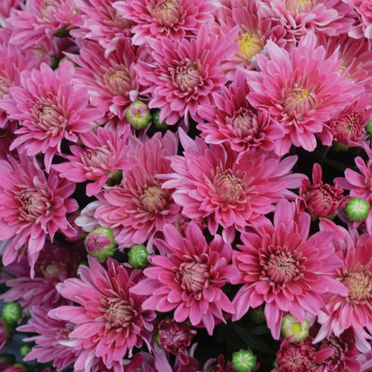 Mum Pink Stellar Pink - View 1 from www redcrocus com