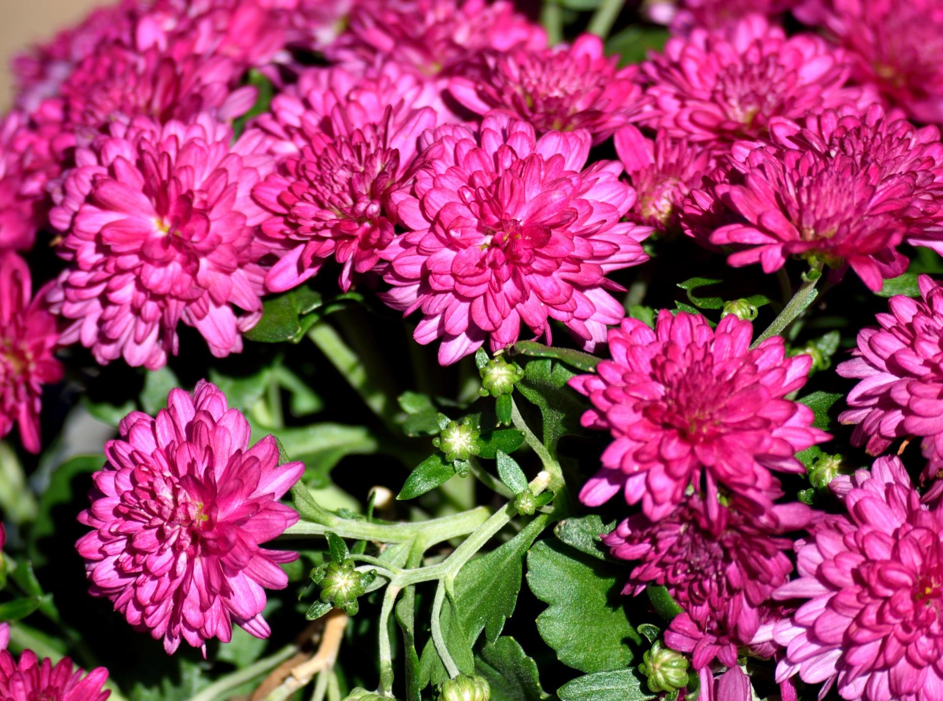Mum Pink Stellar Pink - View 8 from www redcrocus com