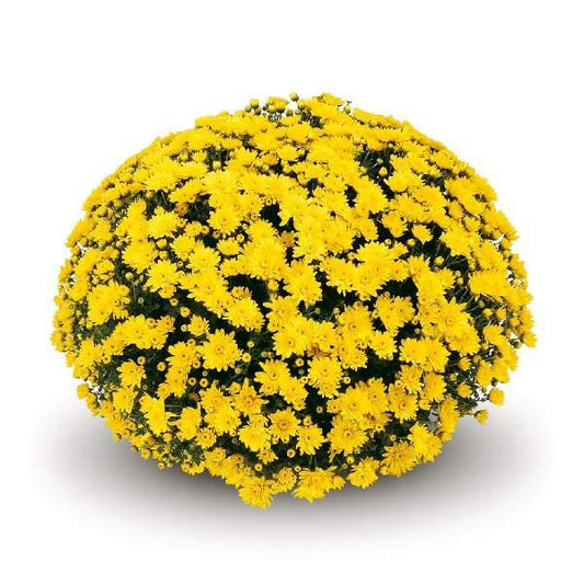 Mum, Yellow Conaco Yellow - View 1 from www redcrocus com