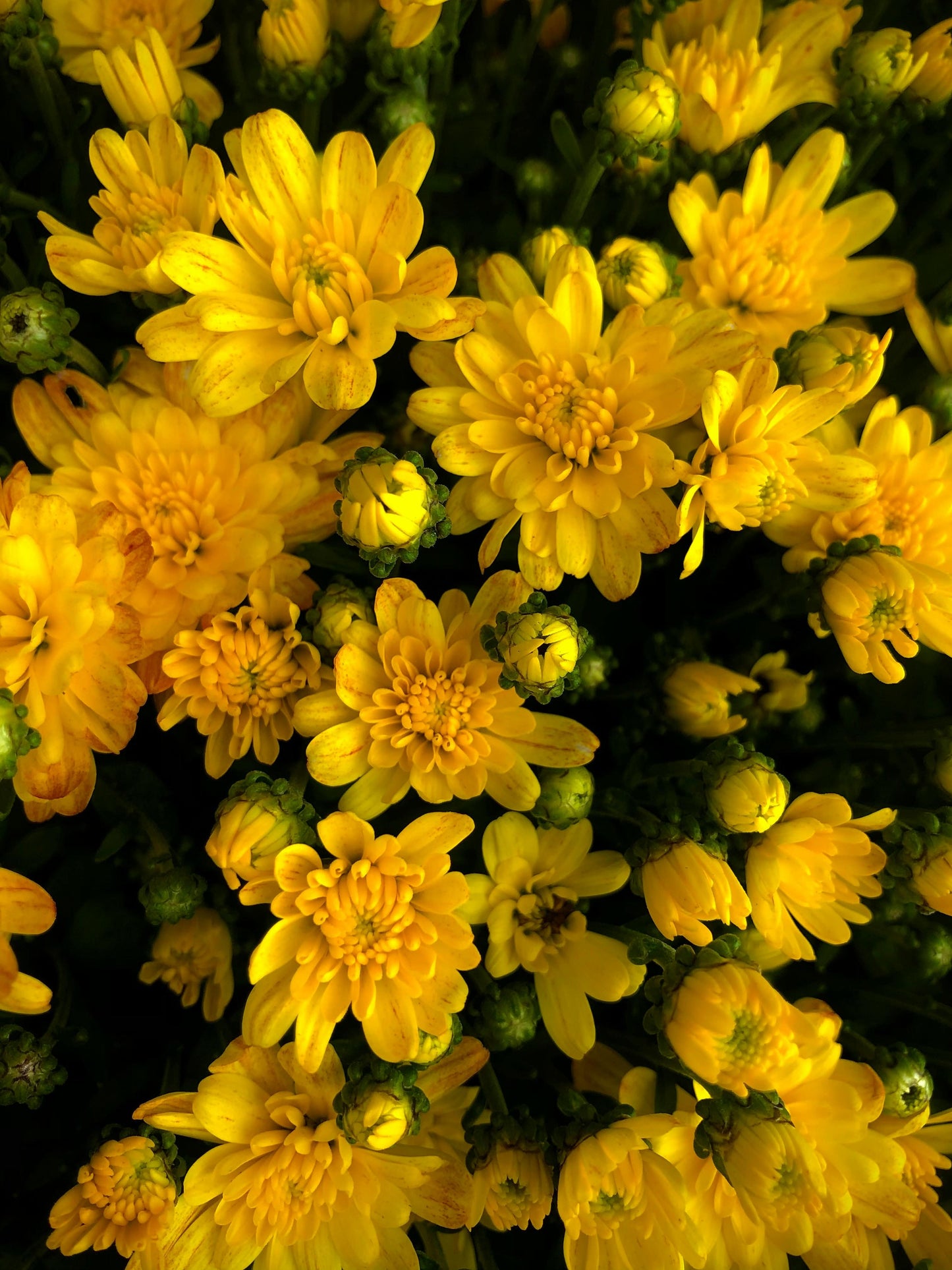 Mum, Yellow Conaco Yellow - View 21 from www redcrocus com
