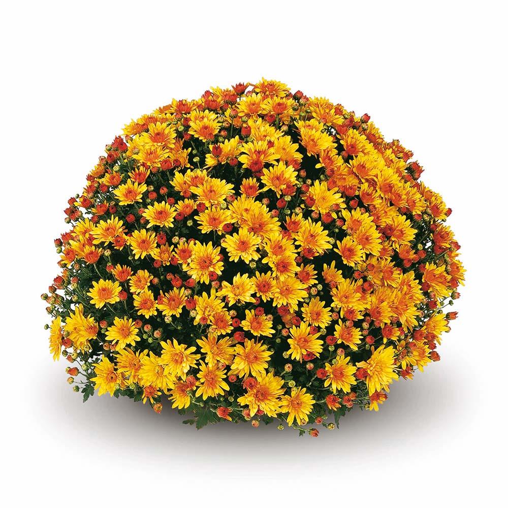 Mum, Yellow Conaco Yellow - View 24 from www redcrocus com