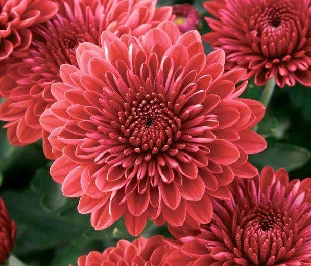 Mum Mix Cheryl Jolly Spicy Sparkling - View 10 from www redcrocus com