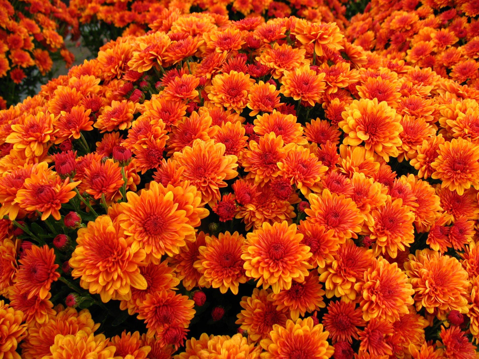 Mum Mix Cheryl Jolly Spicy Sparkling - View 12 from www redcrocus com