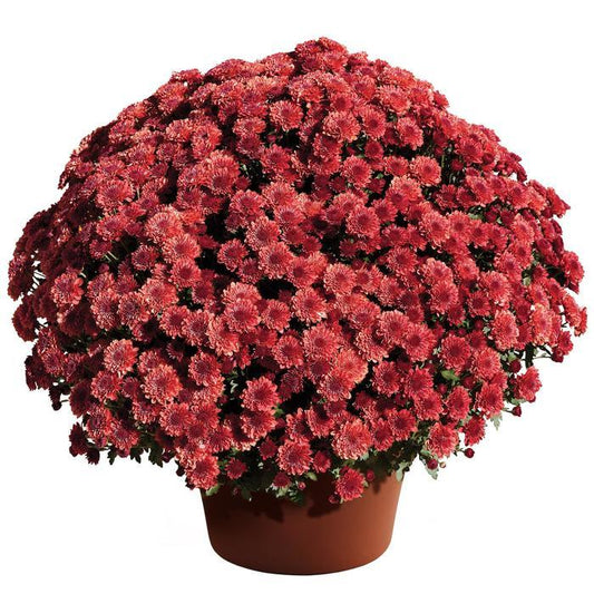Mum Mix Cheryl Jolly Spicy Sparkling - View 1 from www redcrocus com