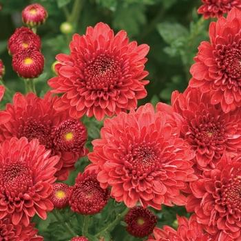 Mum Mix Cheryl Jolly Spicy Sparkling - View 2 from www redcrocus com