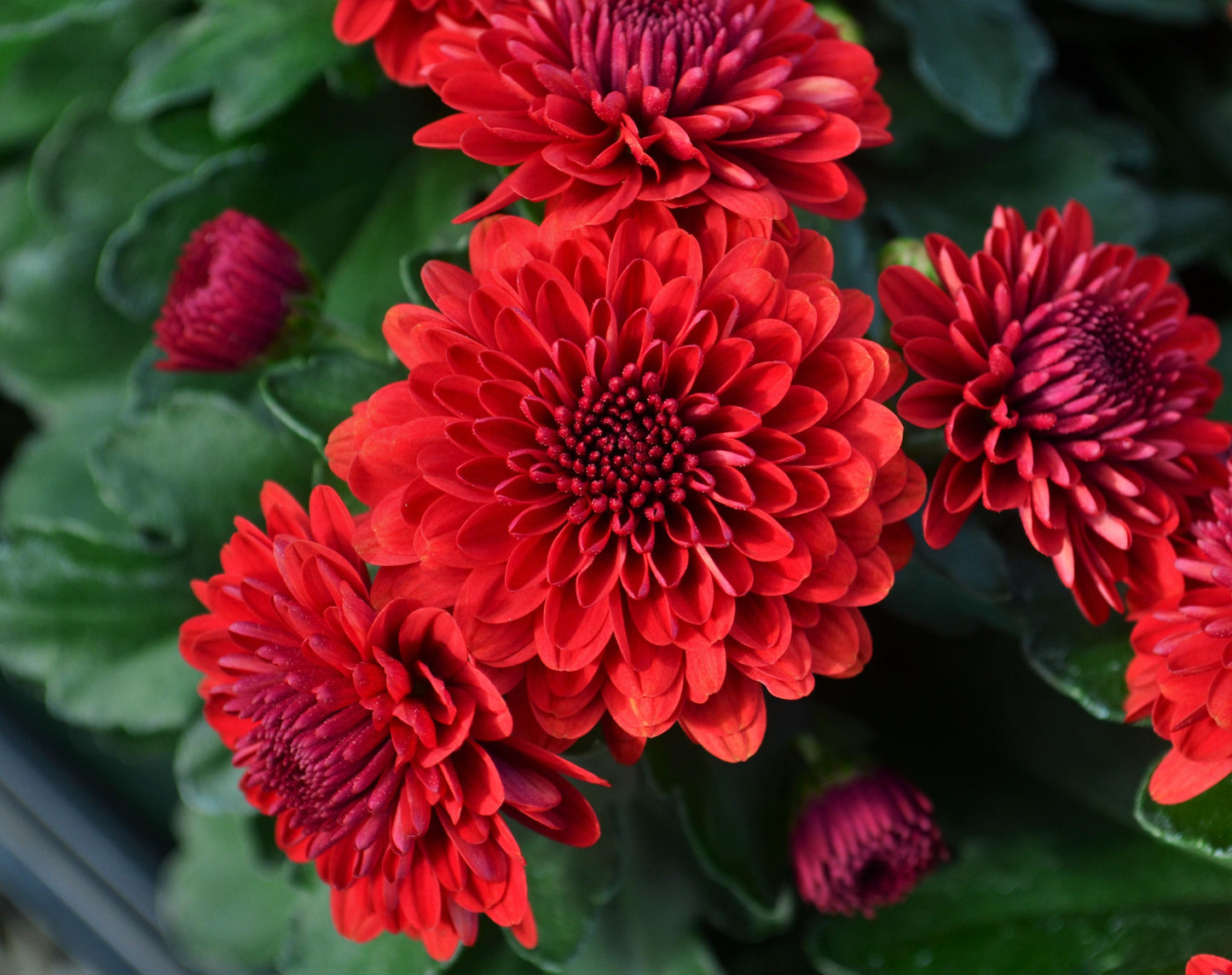 Mum Mix Cheryl Jolly Spicy Sparkling - View 5 from www redcrocus com