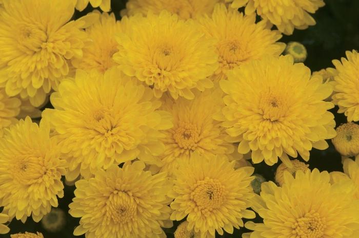 Mum Mix Cheryl Jolly Spicy Sparkling - View 8 from www redcrocus com