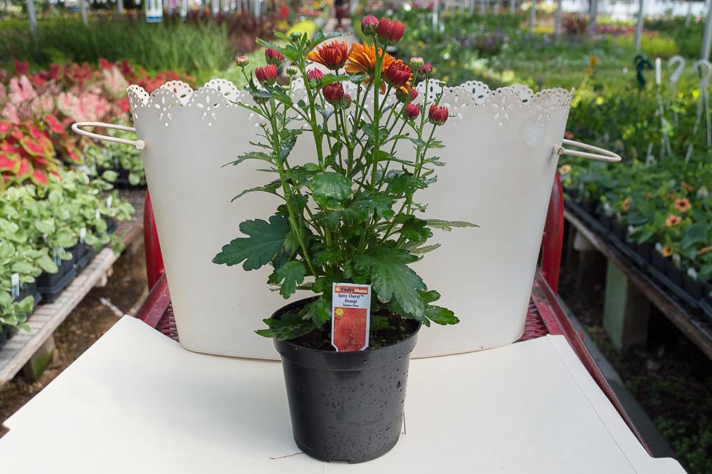 Mum Mix Cheryl Jolly Spicy Sparkling - View 9 from www redcrocus com