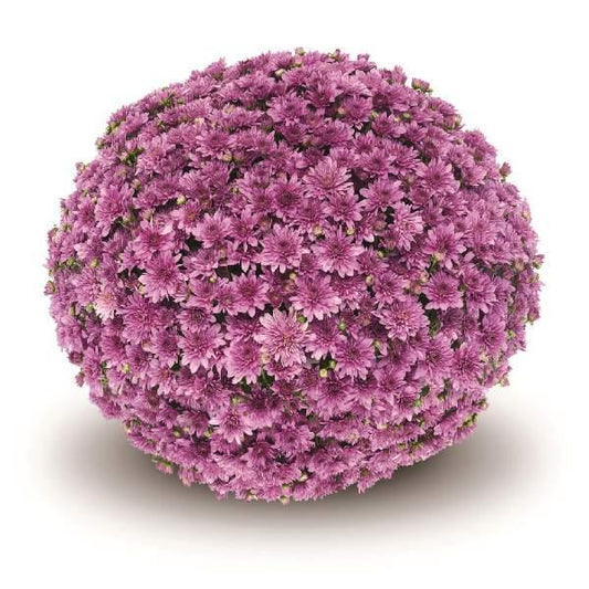 Mum Pink Fonti Dark Pink - View 1 from www redcrocus com