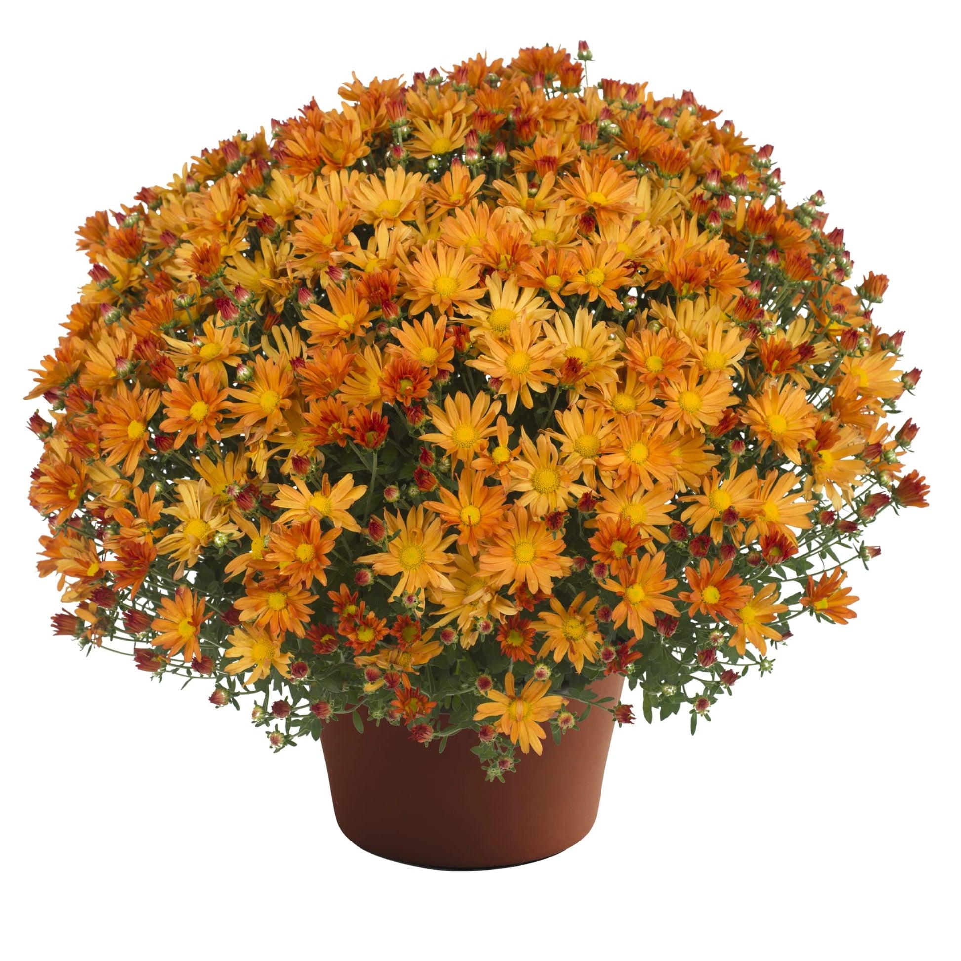 Mum, Orange Fonti Orange - View 13 from www redcrocus com