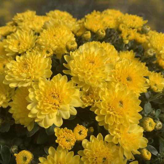Mum Yellow Fonti Yellow - View 1 from www redcrocus com