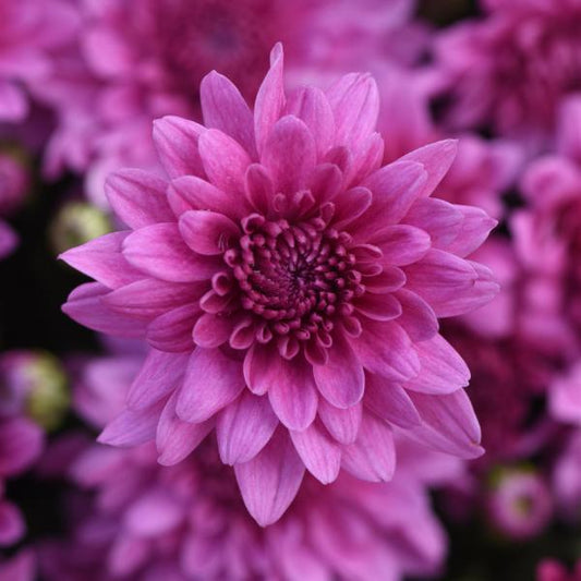 Mum Pink Tribeca Dark Pink - View 1 from www redcrocus com