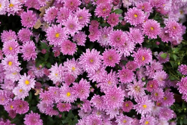 Mum Mix Cosmic Mix Pink Bronze Purple - View 10 from www redcrocus com