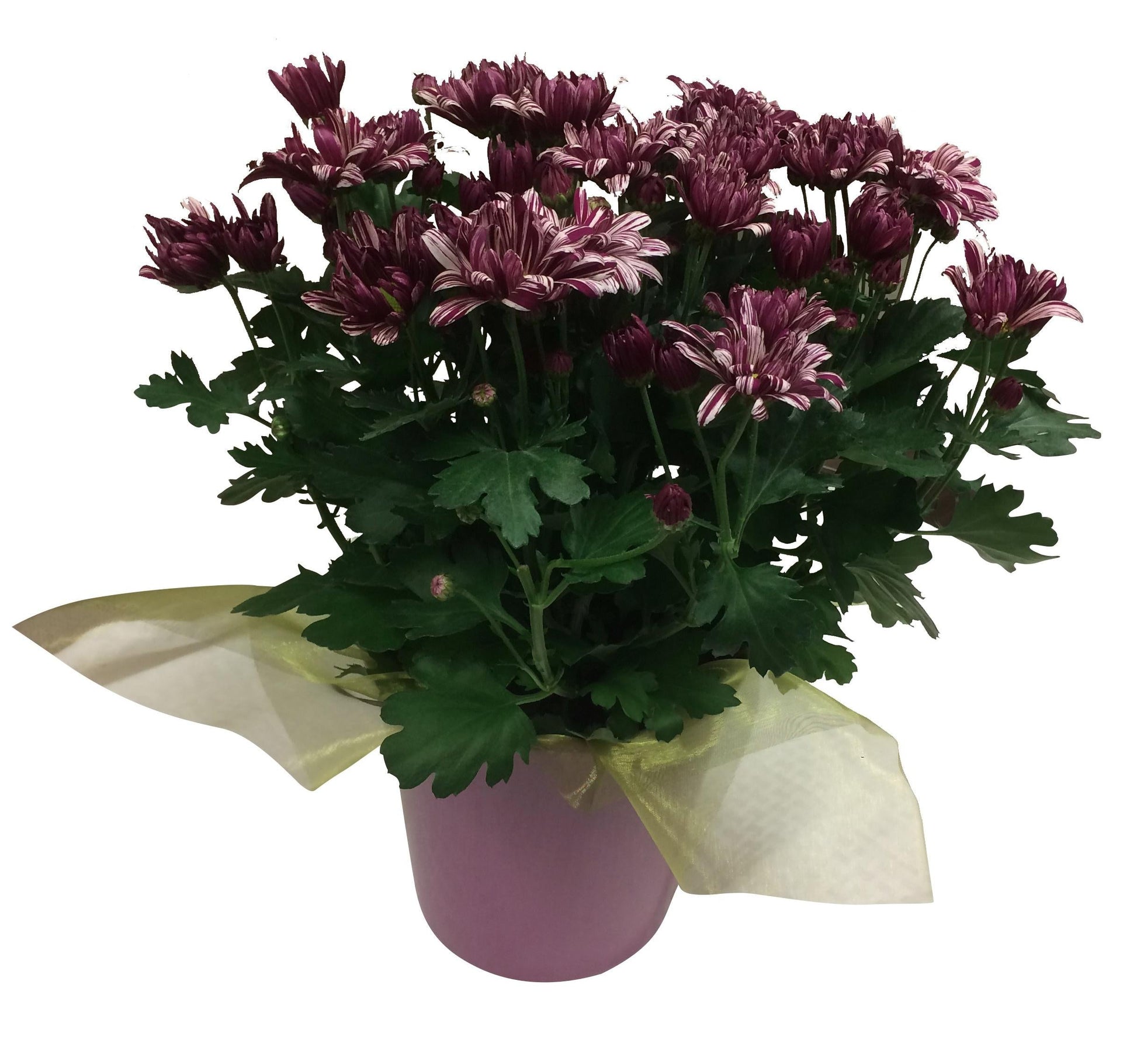 Mum Mix Cosmic Mix Pink Bronze Purple - View 9 from www redcrocus com