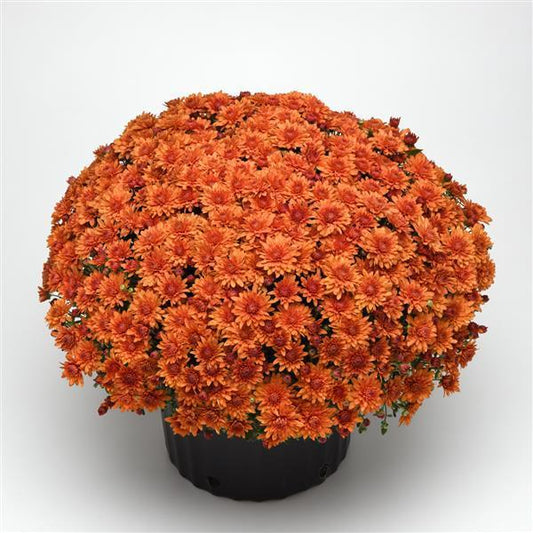 Mum Mix Tribeca Mix Orange Dark Pink White - View 1 from www redcrocus com