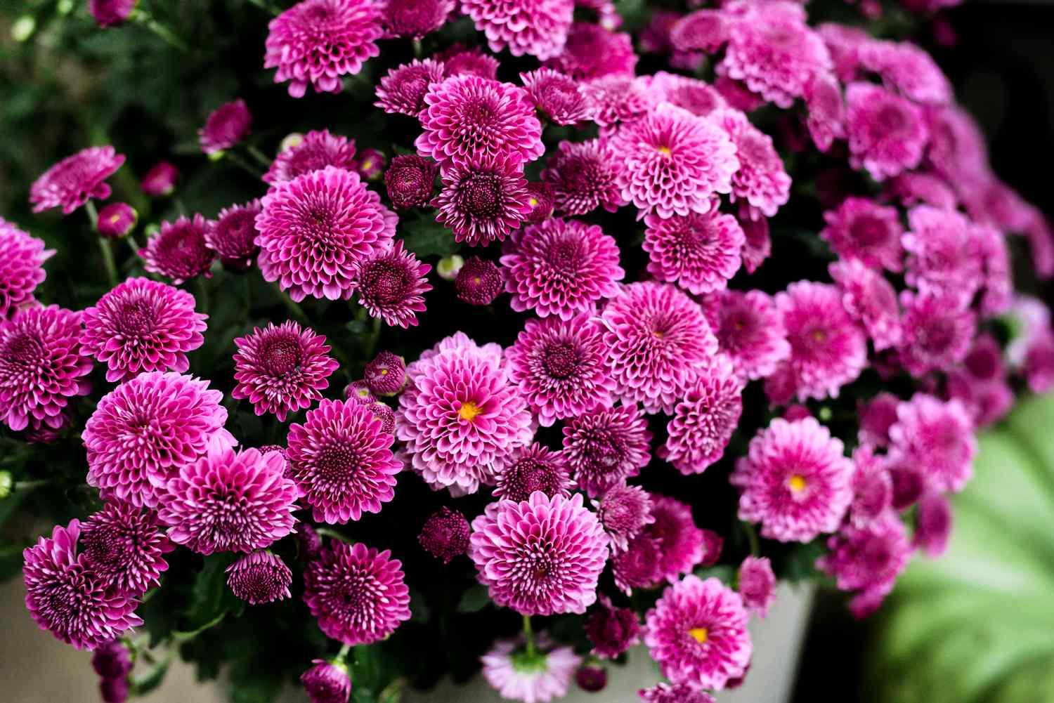 Mum Pink Valerie Fuchsia - View 3 from www redcrocus com