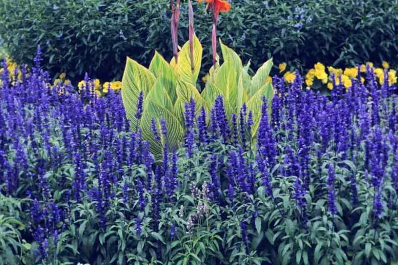 Salvia Farinacea Victoria Blue - View 10 from www redcrocus com
