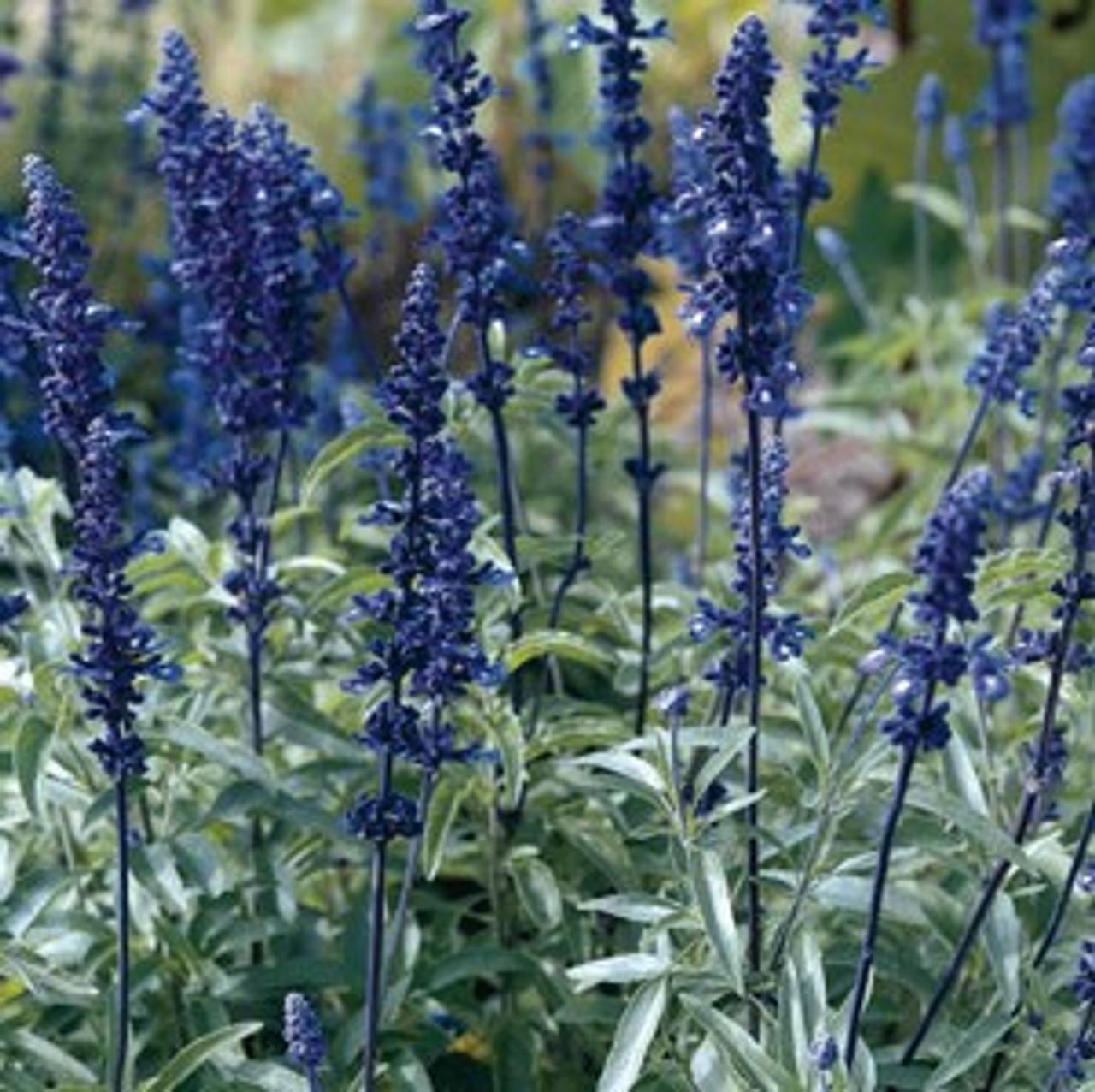 Salvia Farinacea Victoria Blue - View 14 from www redcrocus com