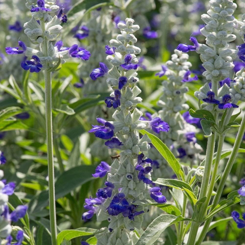 Salvia Farinacea Victoria Blue - View 16 from www redcrocus com