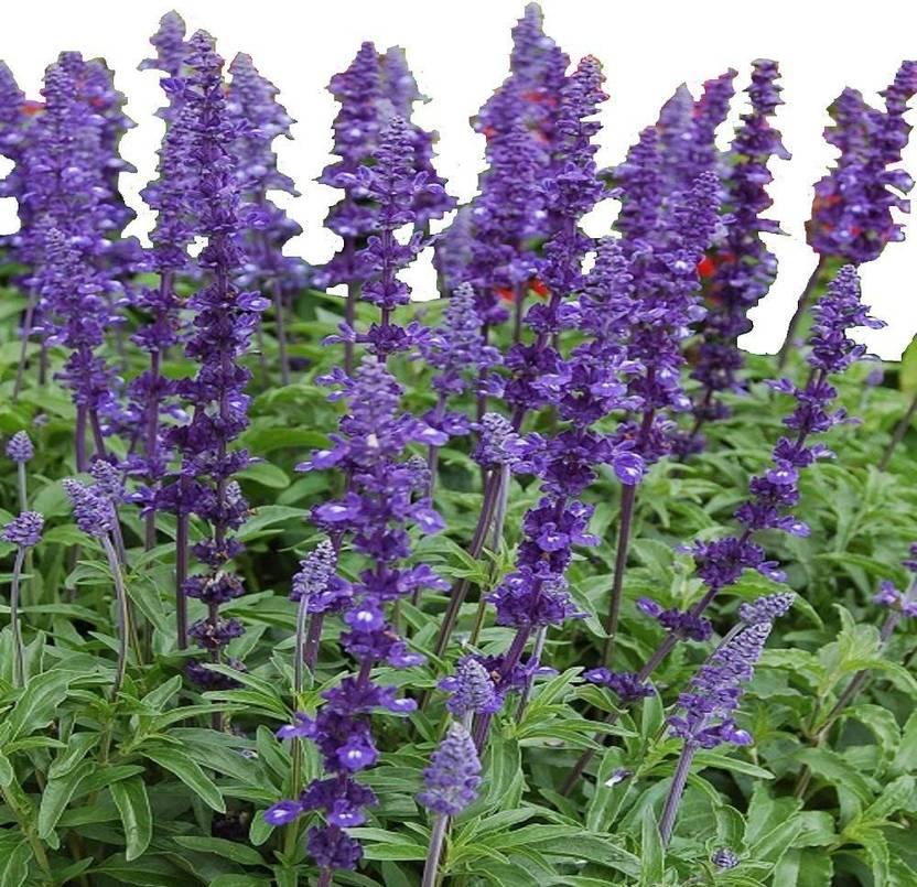 Salvia Farinacea Victoria Blue - View 17 from www redcrocus com