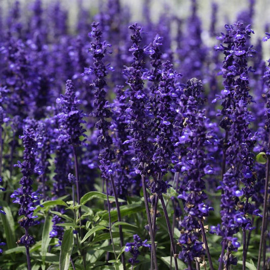 Salvia Farinacea Victoria Blue - View 1 from www redcrocus com
