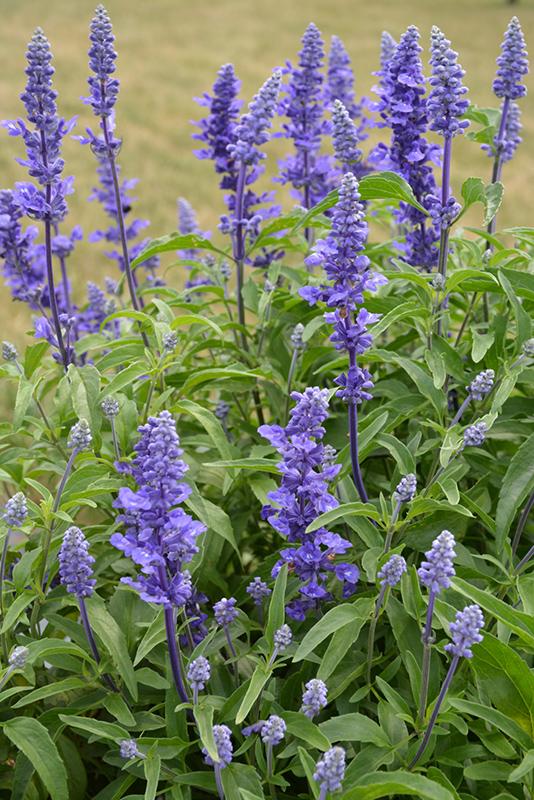Salvia Farinacea Victoria Blue - View 20 from www redcrocus com