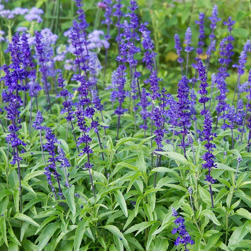 Salvia Farinacea Victoria Blue - View 2 from www redcrocus com