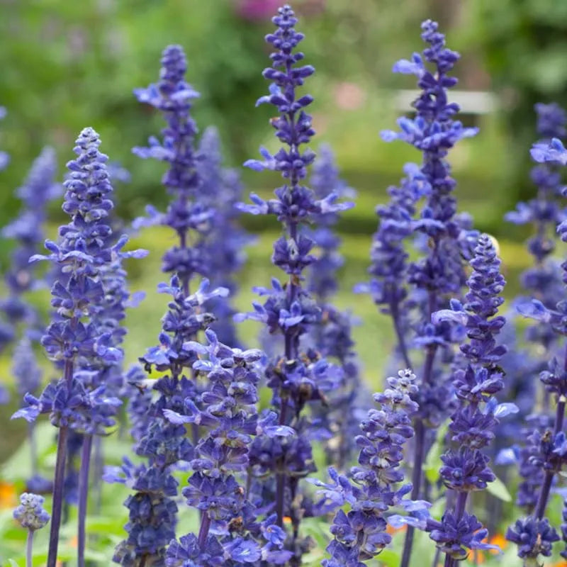 Salvia Farinacea Victoria Blue - View 6 from www redcrocus com