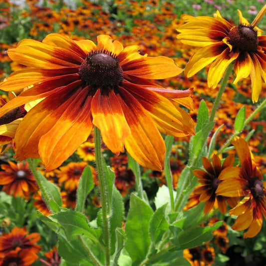 Rudbeckia Hirta Autumn Colors - View 1 from www redcrocus com