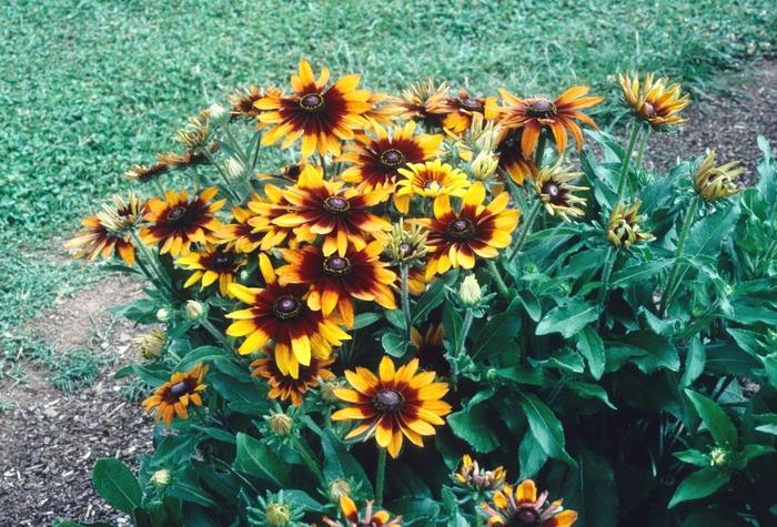 Rudbeckia Hirta Autumn Colors - View 5 from www redcrocus com