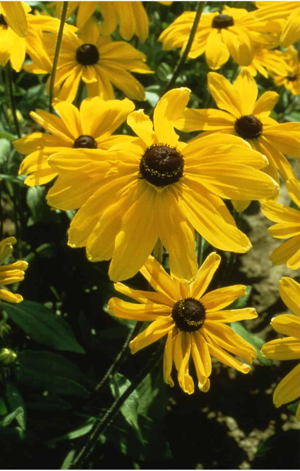 Rudbeckia Indian Summer - View 10 from www redcrocus com