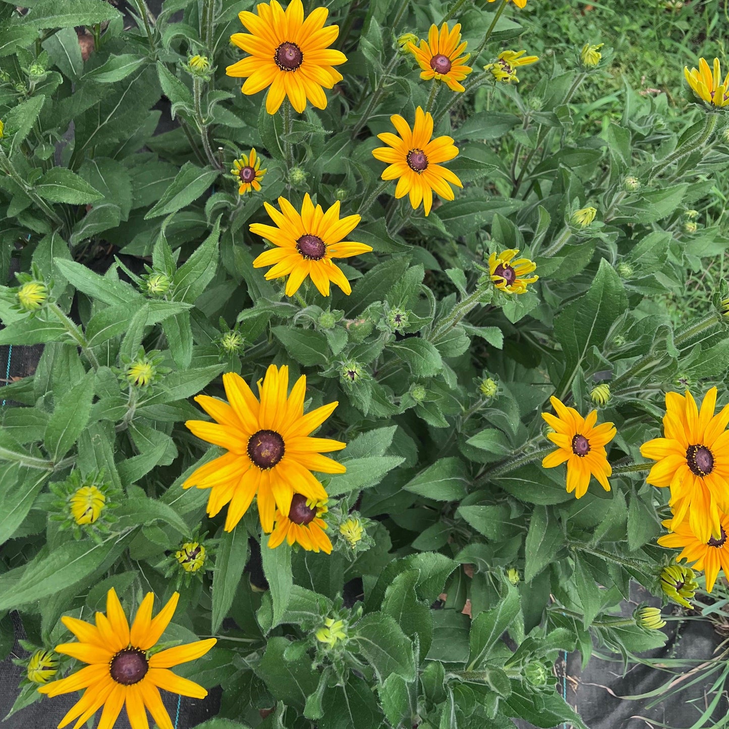 Rudbeckia Indian Summer - View 11 from www redcrocus com