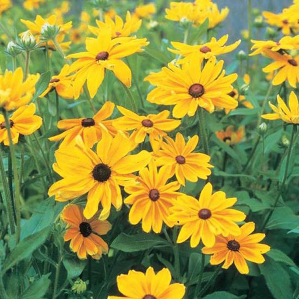 Rudbeckia Indian Summer - View 12 from www redcrocus com
