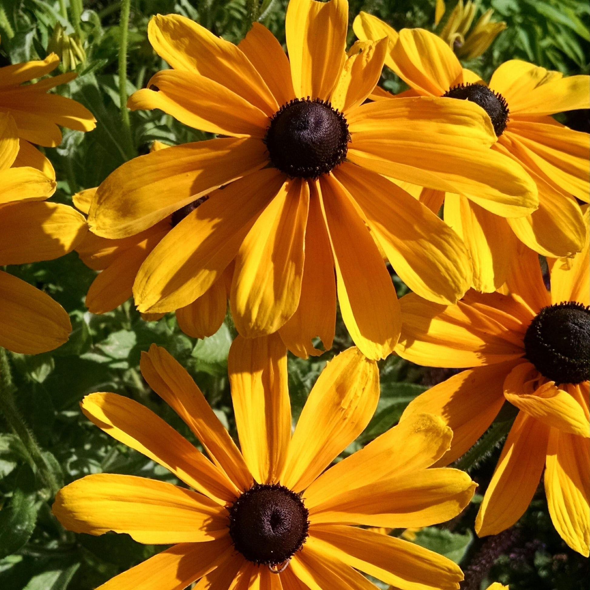 Rudbeckia Indian Summer - View 13 from www redcrocus com