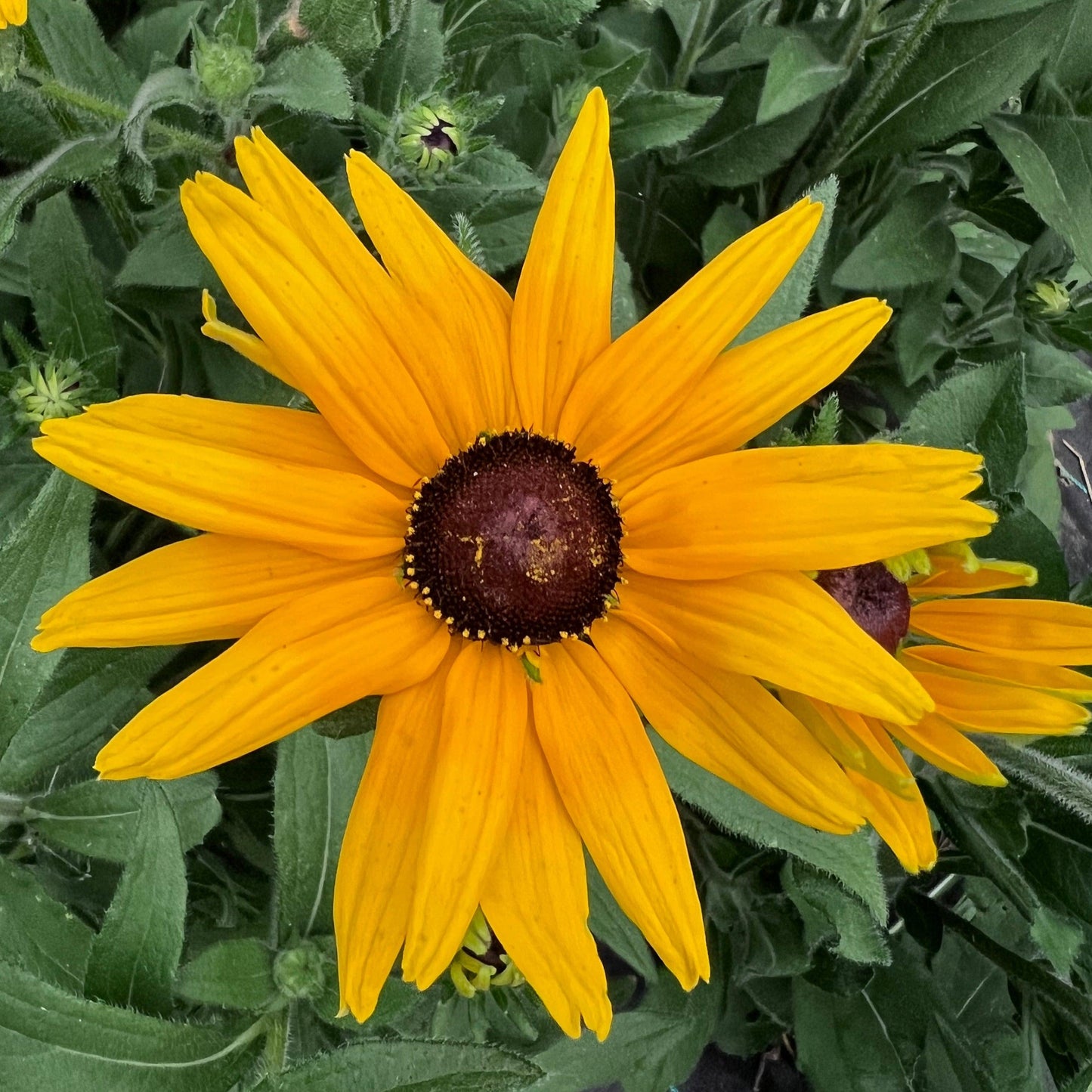 Rudbeckia Indian Summer - View 14 from www redcrocus com