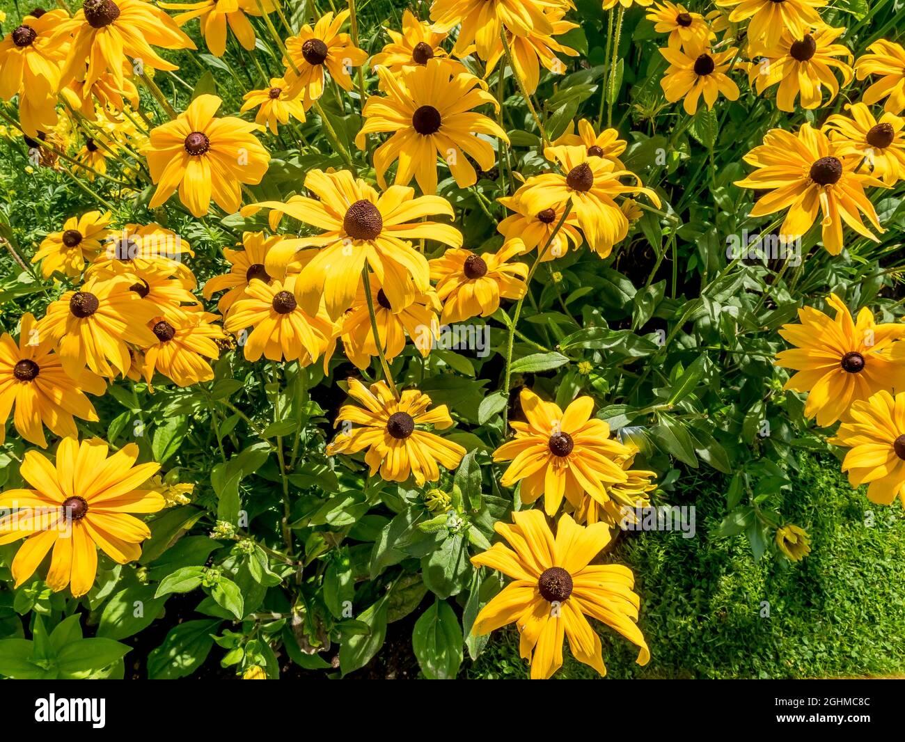 Rudbeckia Indian Summer - View 17 from www redcrocus com